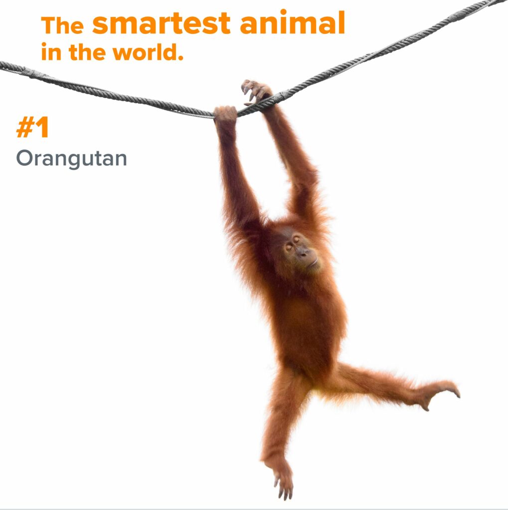 Smartest animal - orangutan