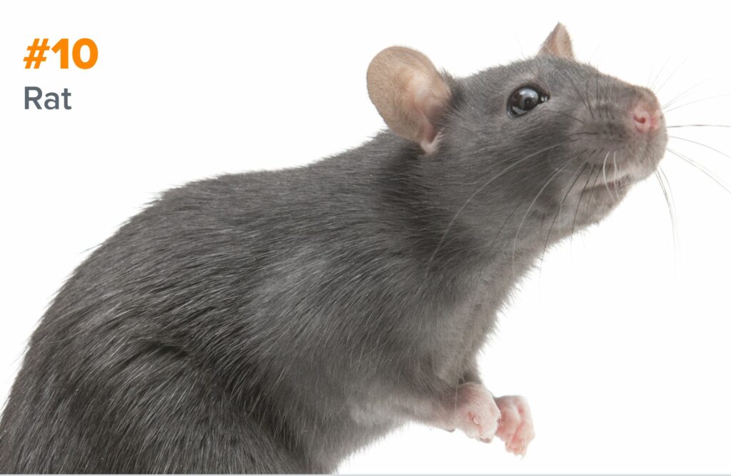 10th smartest animal - rat