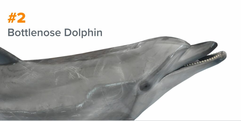 2nd smartest animal - bottlenose dolphin