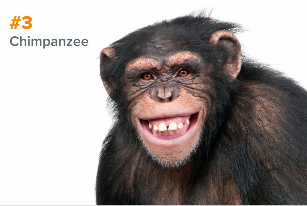 3rd smartest animal - chimpanzee