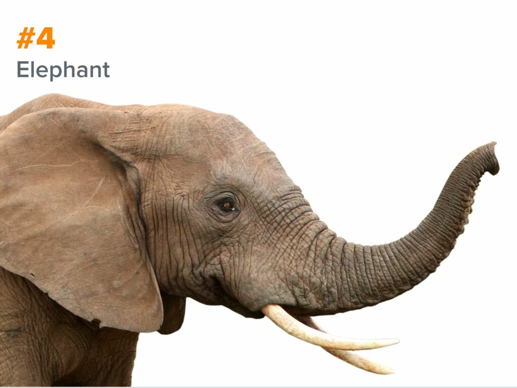4th smartest animal - elephant