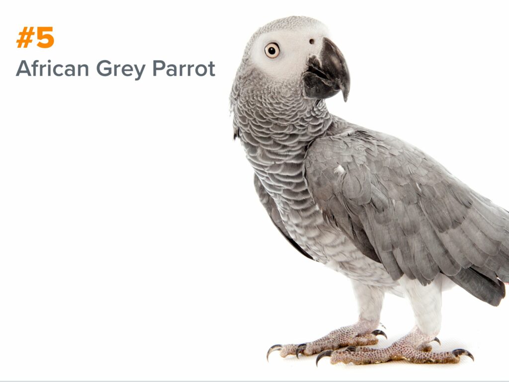 5th smartest animal - african grey parrot