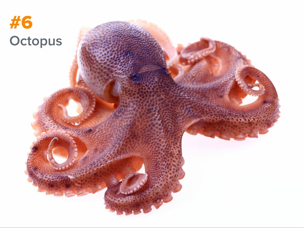 6th smartest animal - octopus