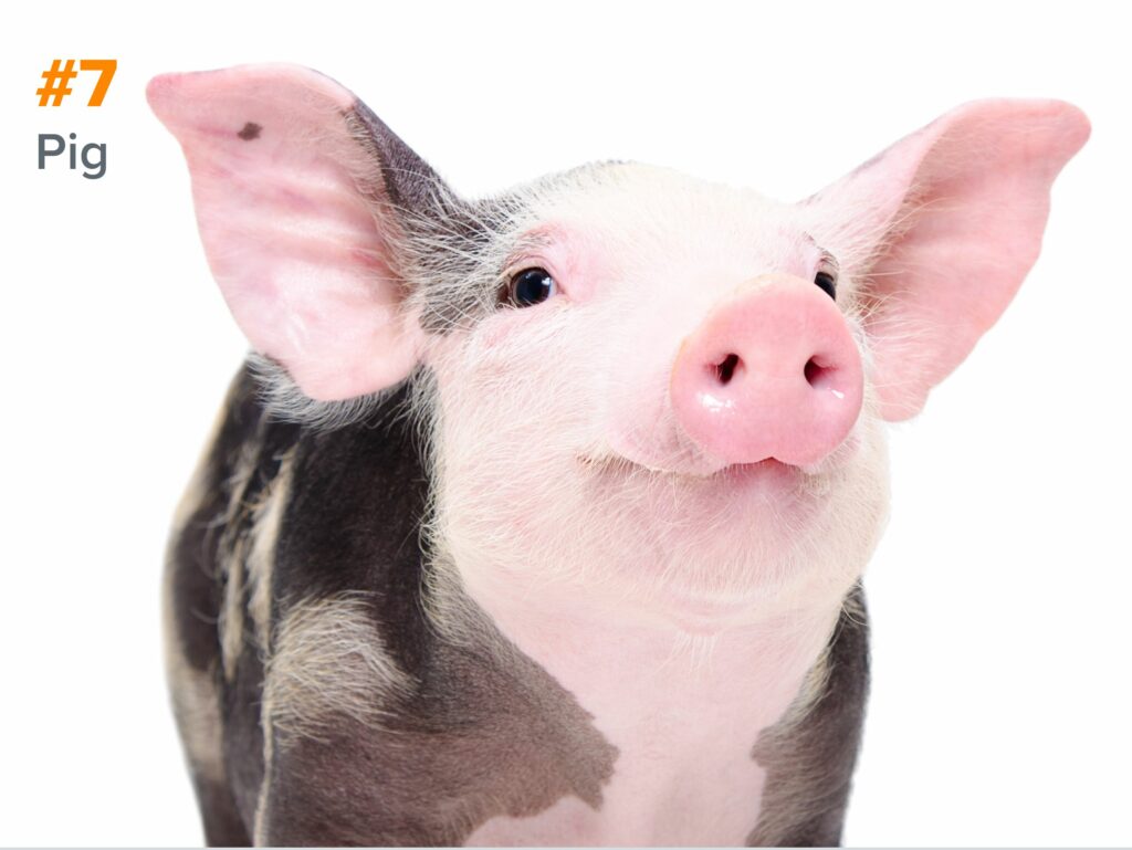 7th smartest animal - pig