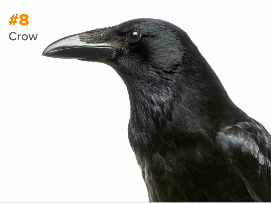 8th smartest animal - crow
