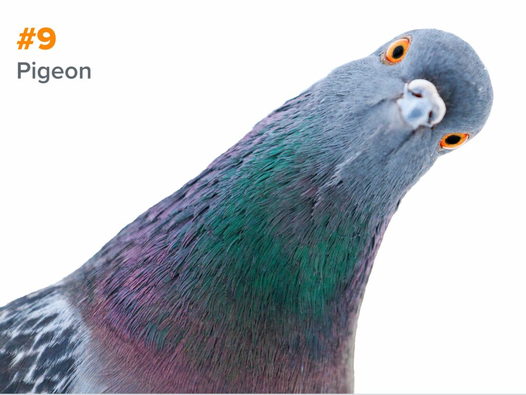 9th smartest animal - pigeon