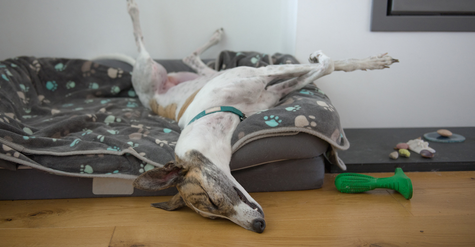 The Belly Up Dog Sleeping Position | Dotsure