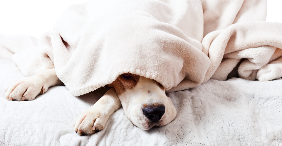 The Undercover Lover Dog Sleeping Position | Dotsure