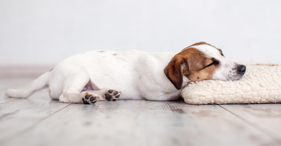 The Pillow Swindler Dog Sleeping Position | Dotsure