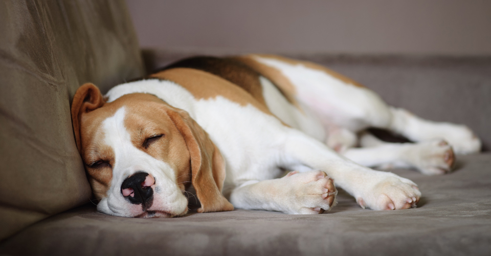 The Side Sleeper Dog Sleeping Position | Dotsure