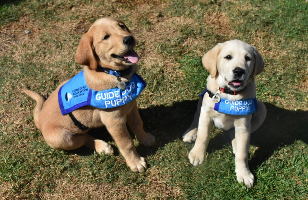 Dotsure charity | Guide Dogs