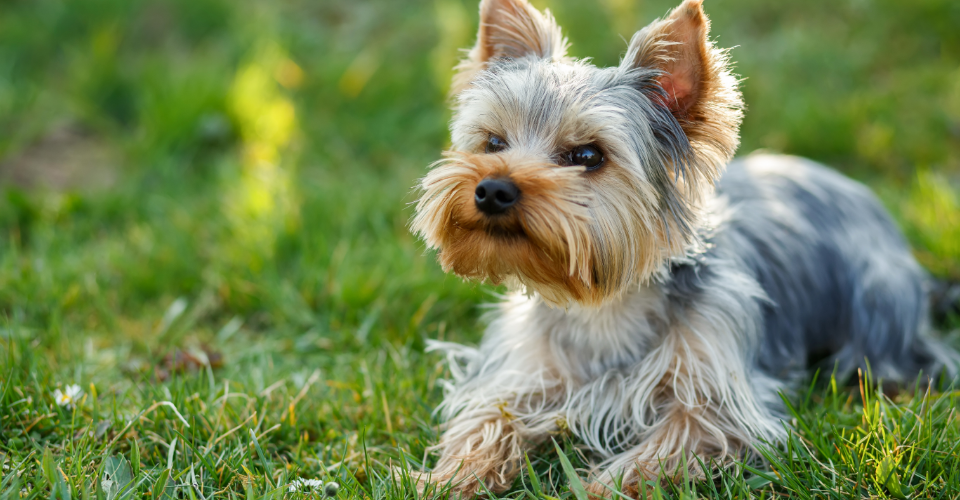 Top 10 Most Popular Dog Breeds In South Africa | dotsure.co.za