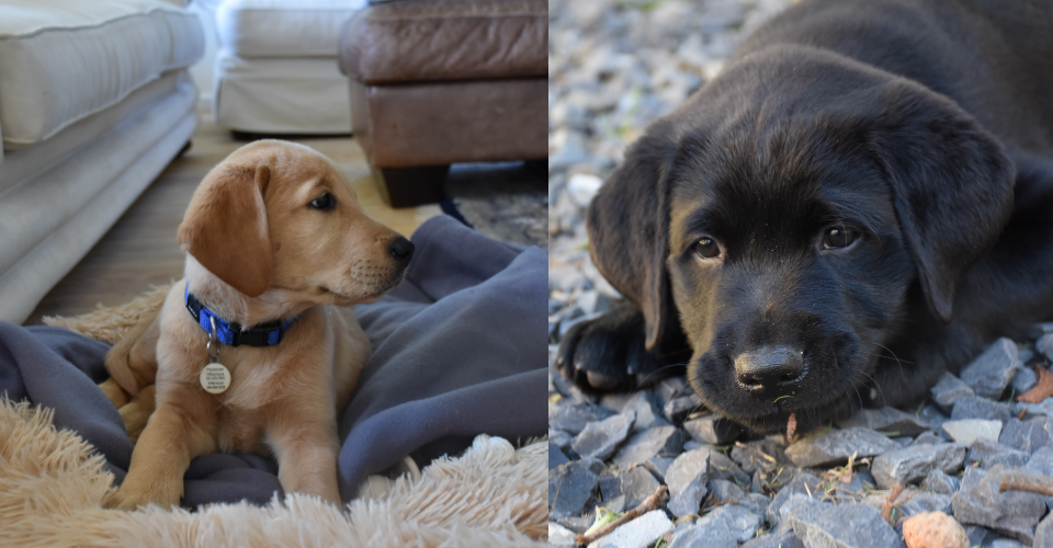 guide dog puppies