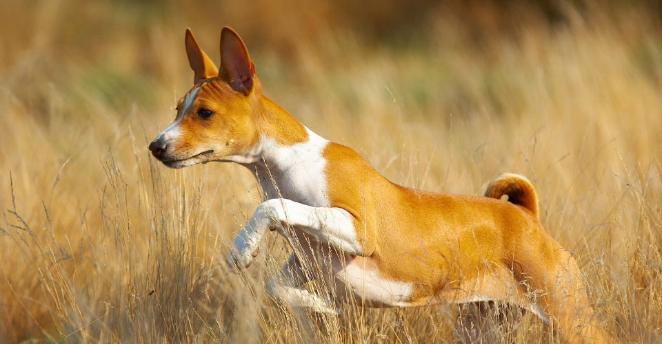 basenji