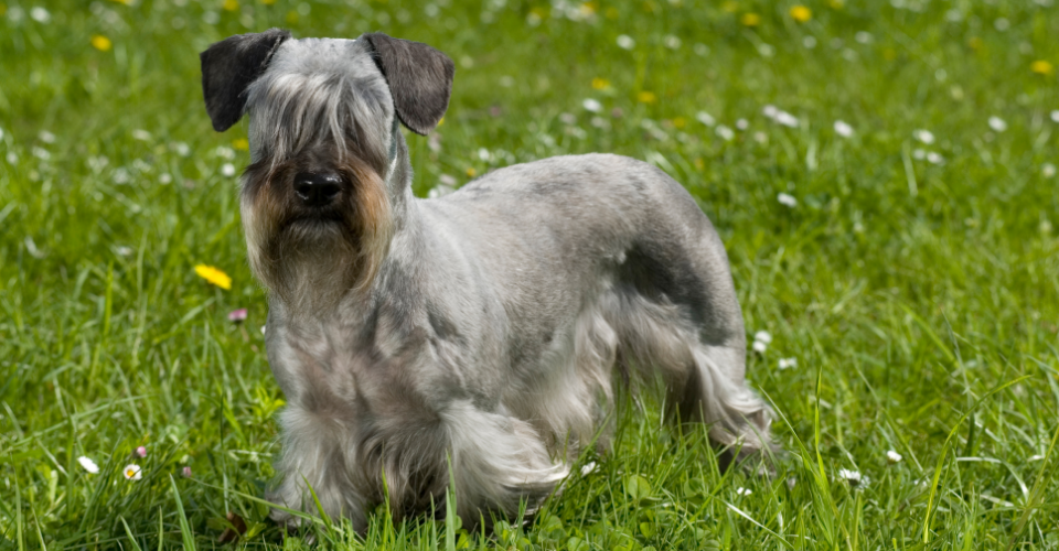 cesky terrier