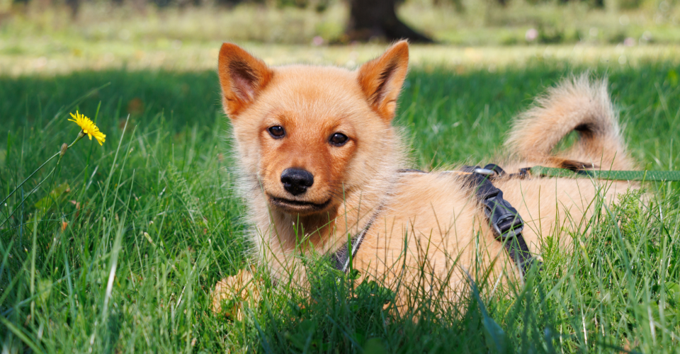 finnish spitz