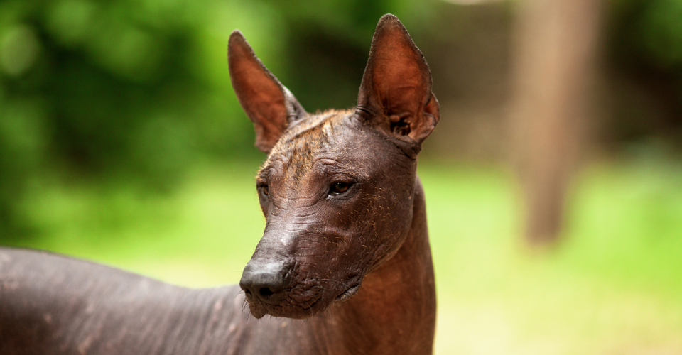 Xoloitzcuintli (Mexican Hairless)